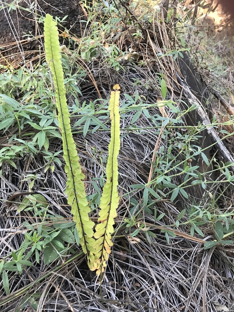 Adiantum shepherdii photo 2
