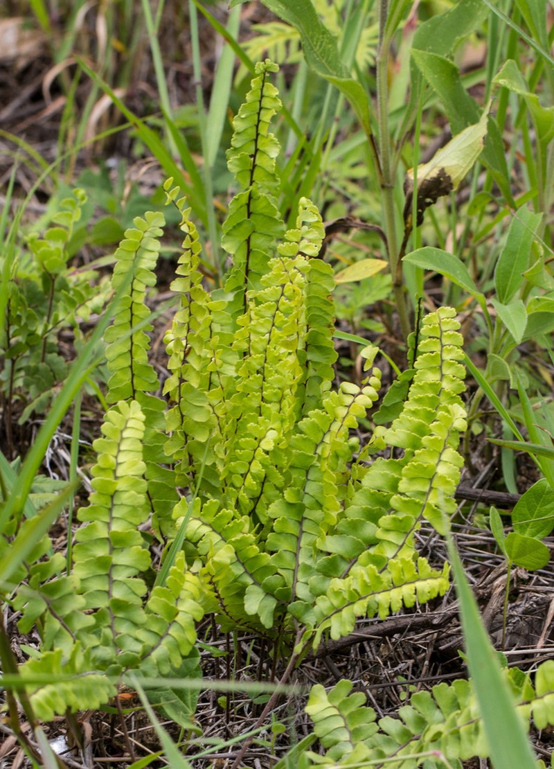Adiantum shepherdii photo 3