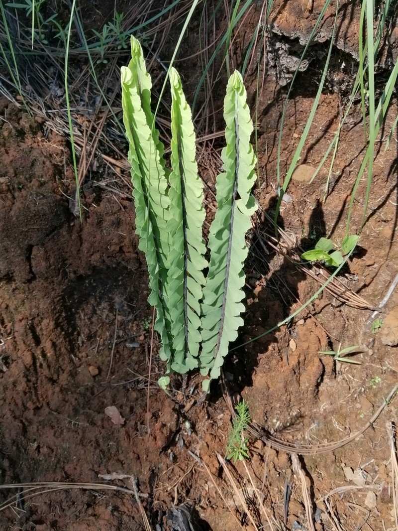 Adiantum shepherdii photo 4
