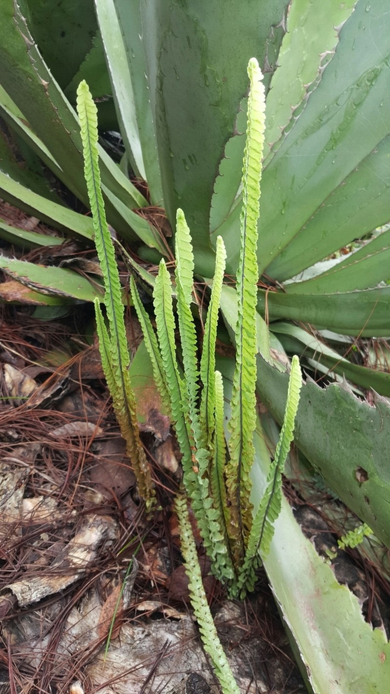 Adiantum shepherdii photo 5