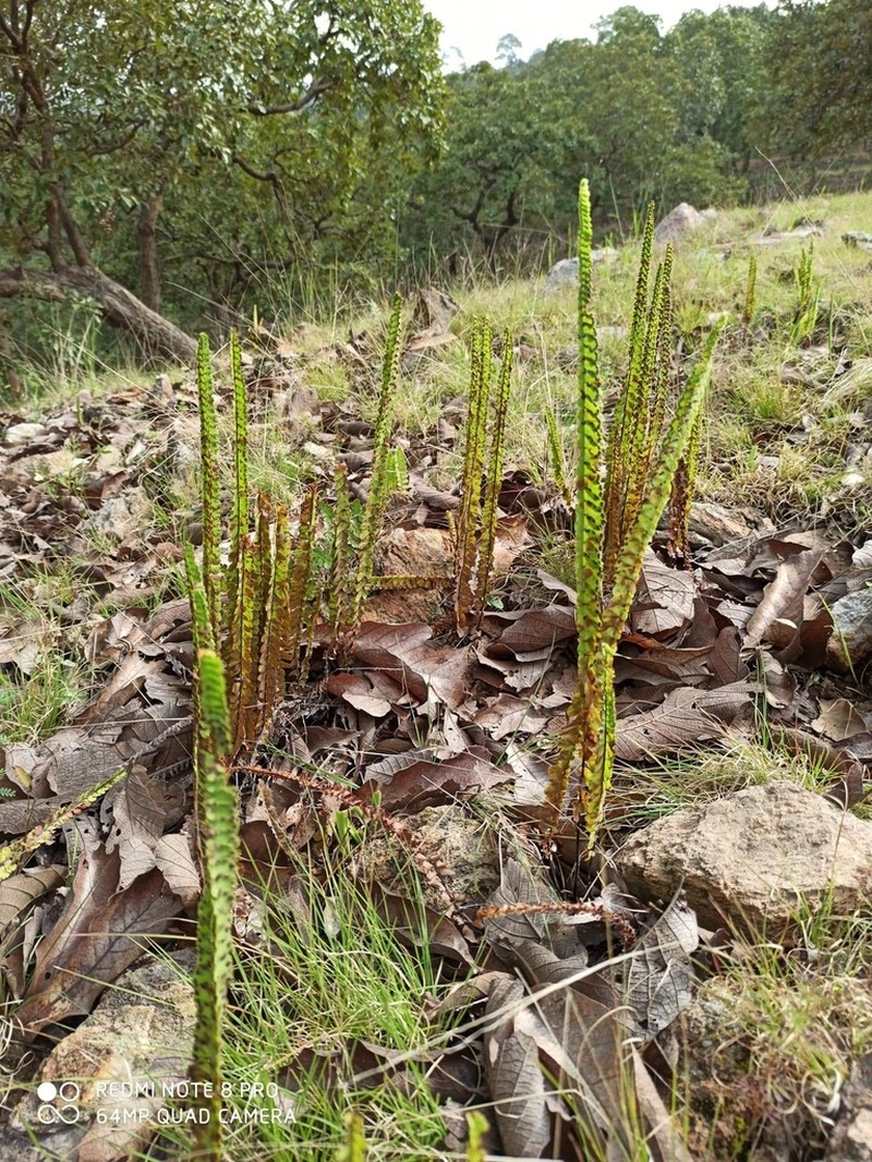 Adiantum shepherdii photo 6