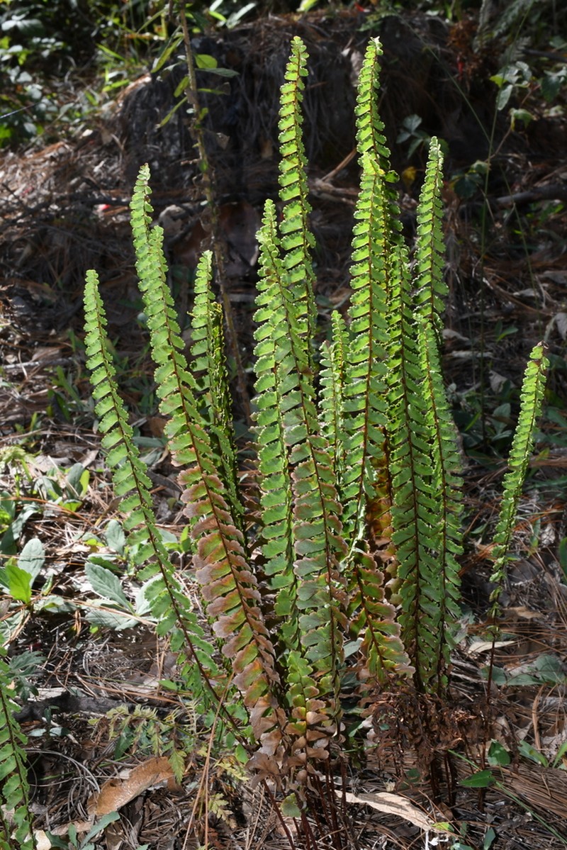 Adiantum shepherdii photo 7