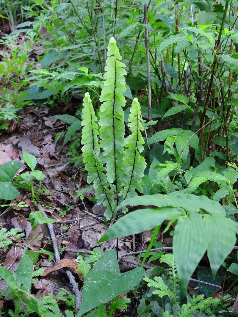 Adiantum shepherdii photo 8