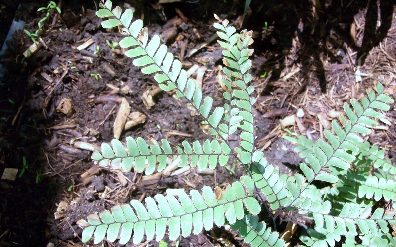 Adiantum silvaticum
