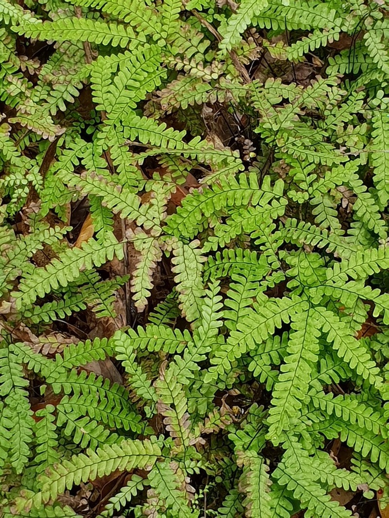 Adiantum silvaticum photo 2
