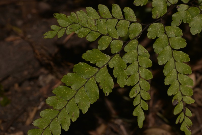 Adiantum silvaticum photo 3