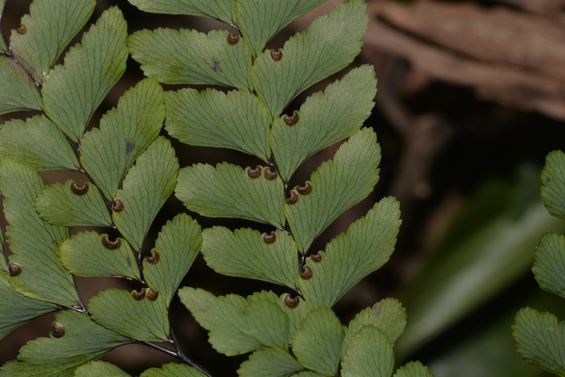 Adiantum silvaticum photo 4