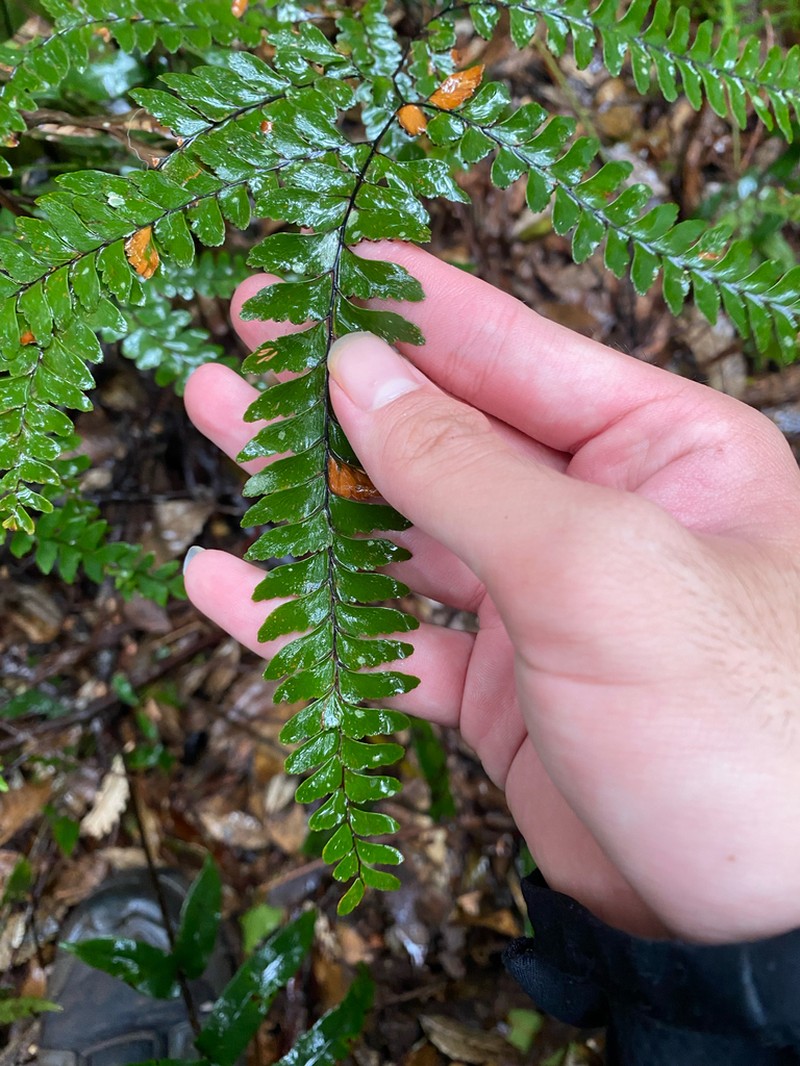 Adiantum silvaticum photo 5