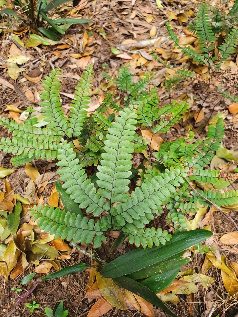 Adiantum silvaticum photo 6