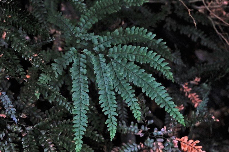 Adiantum silvaticum photo 7