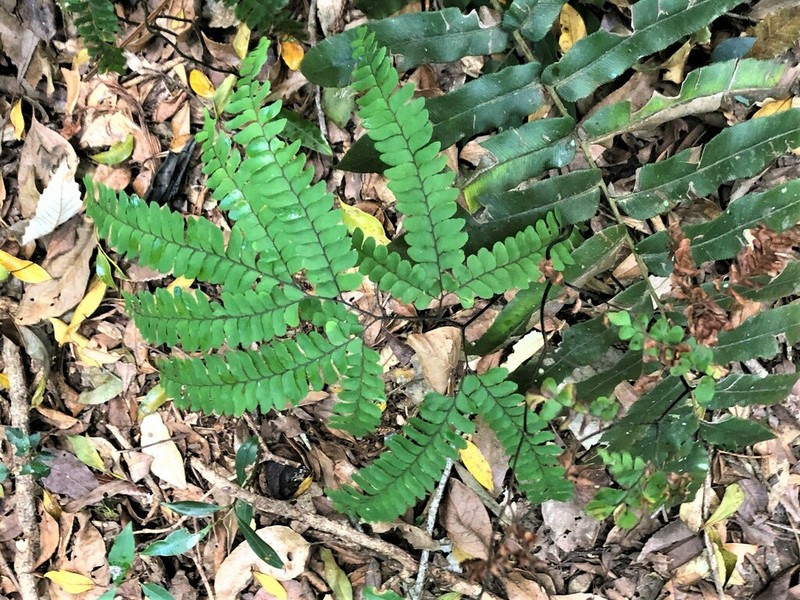 Adiantum silvaticum photo 8