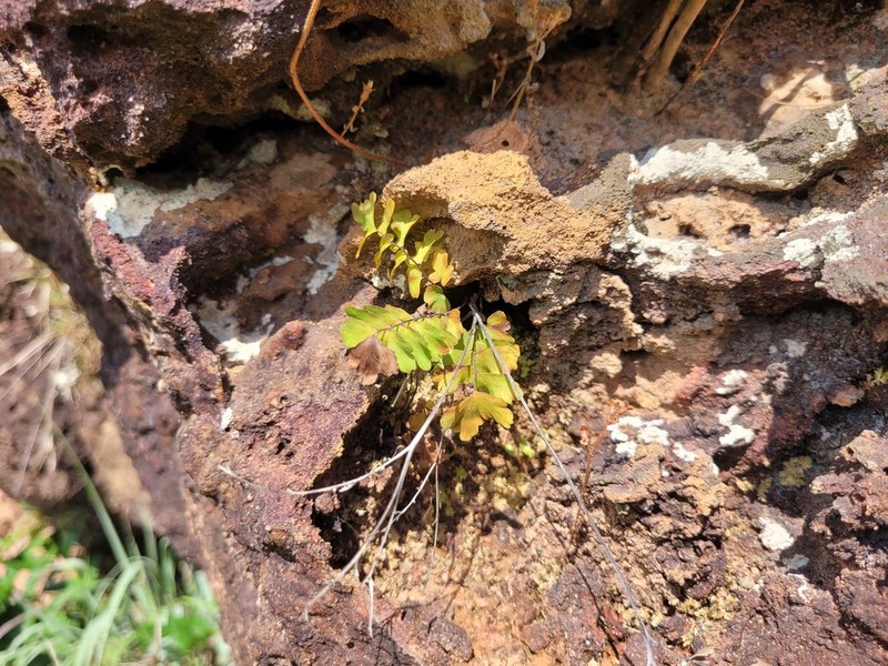 Adiantum sinuosum