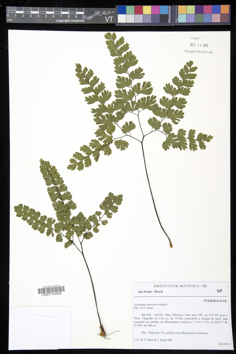 Adiantum sinuosum photo 3