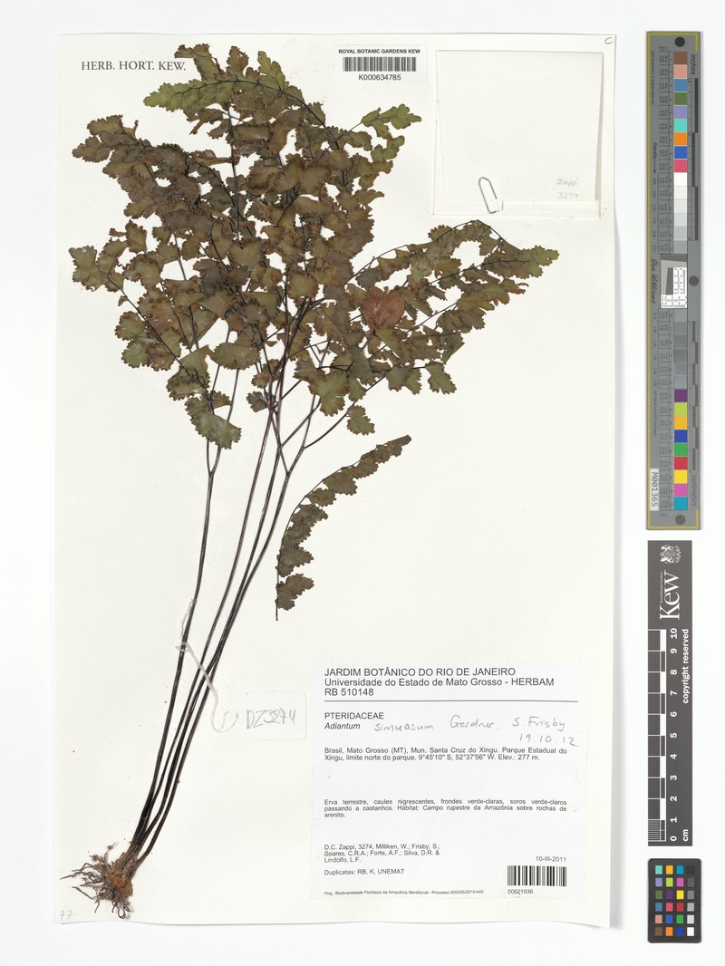 Adiantum sinuosum photo 4