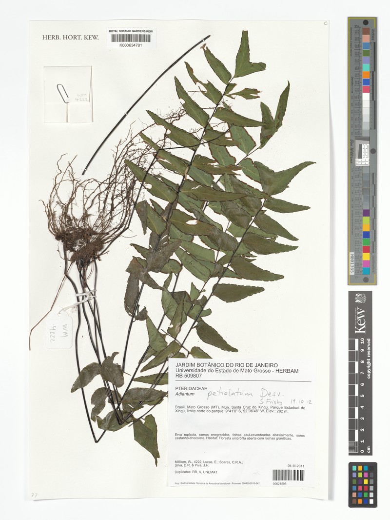 Adiantum sinuosum photo 5
