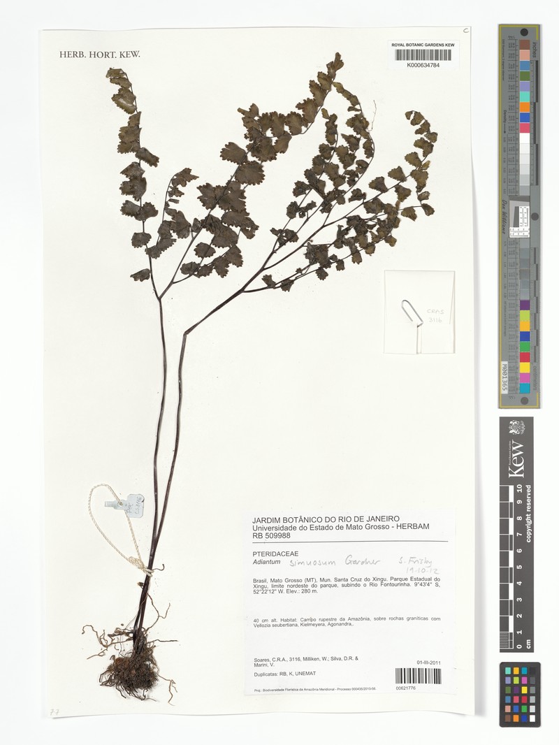 Adiantum sinuosum photo 6