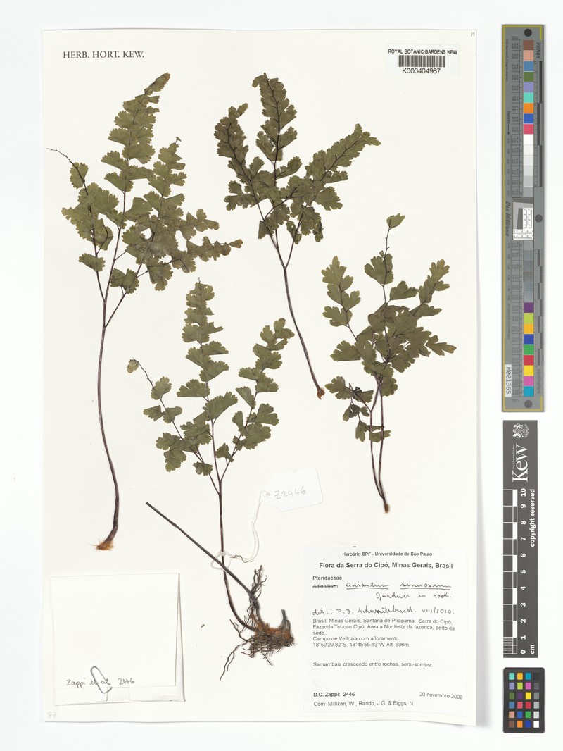 Adiantum sinuosum photo 7