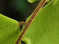Adiantum soboliferum