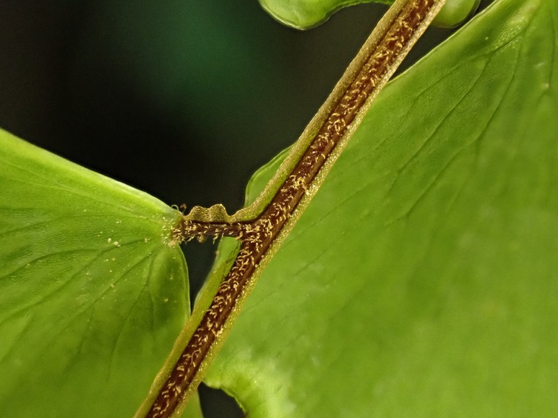 Adiantum soboliferum