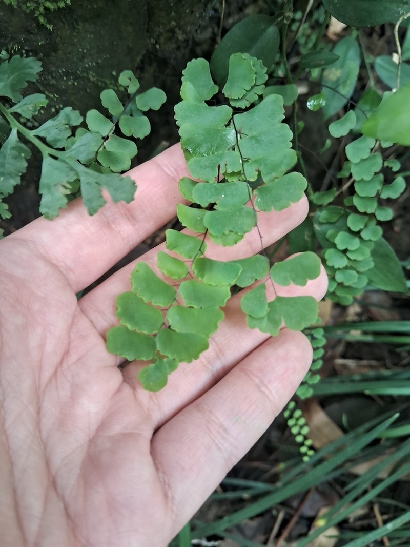 Adiantum soboliferum photo 2