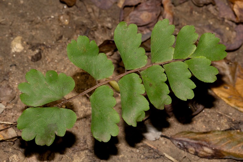Adiantum soboliferum photo 3