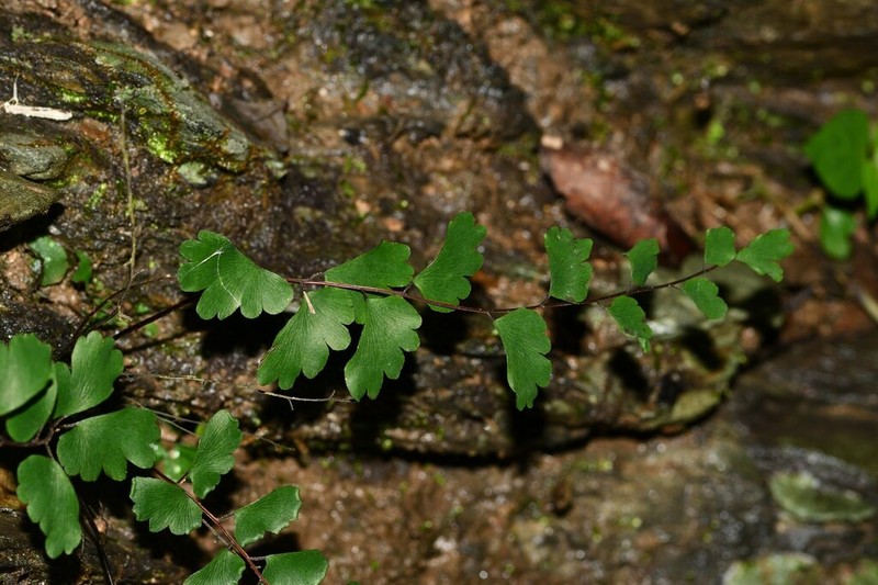 Adiantum soboliferum photo 4