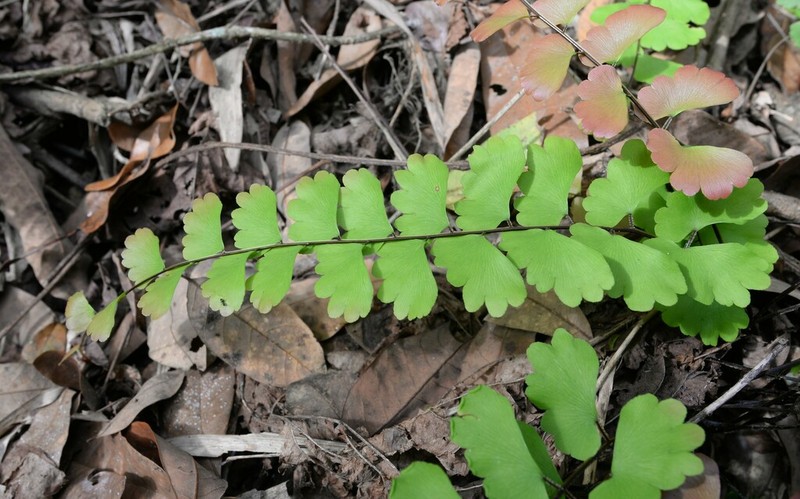 Adiantum soboliferum photo 5