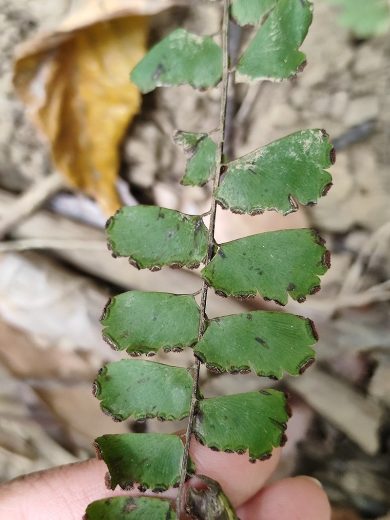Adiantum soboliferum photo 6