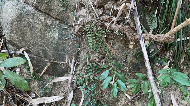 Adiantum soboliferum photo 7