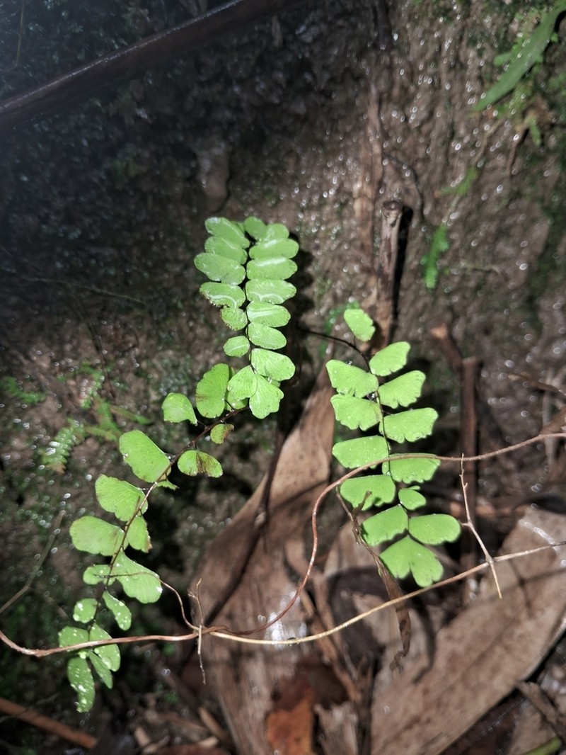 Adiantum soboliferum photo 8