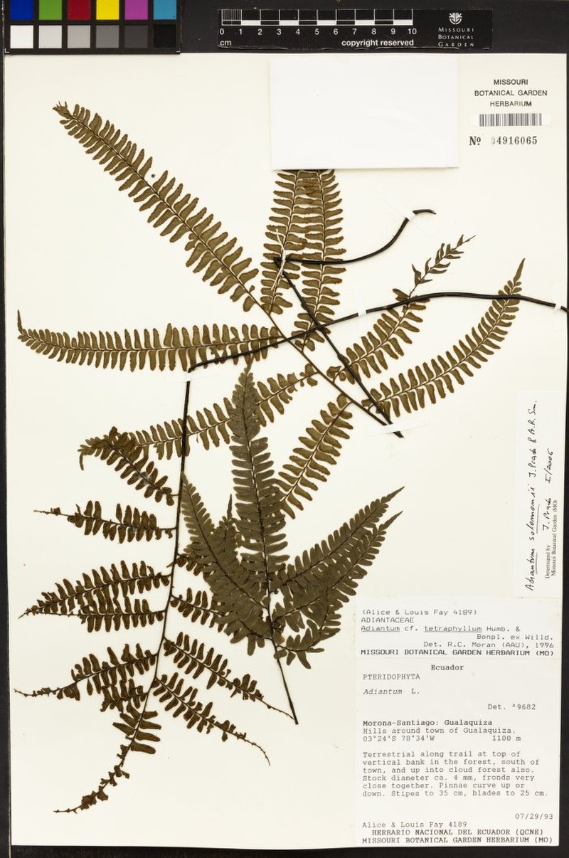 Adiantum solomonii