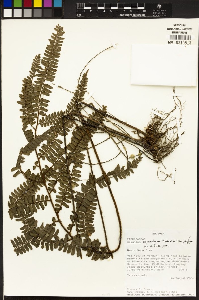 Adiantum squamulosum