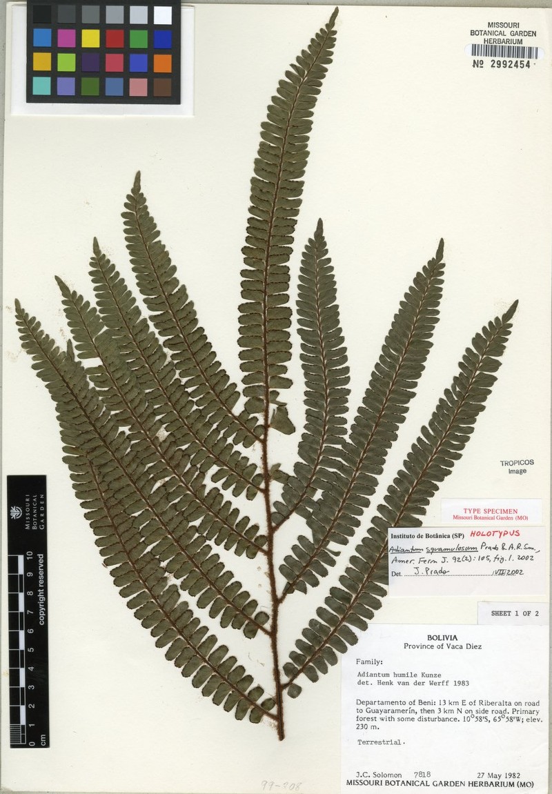 Adiantum squamulosum photo 2