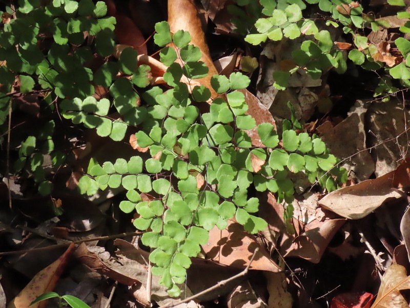 Adiantum stenochlamys