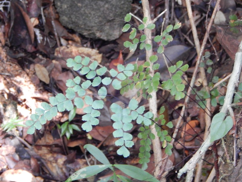 Adiantum stenochlamys photo 2