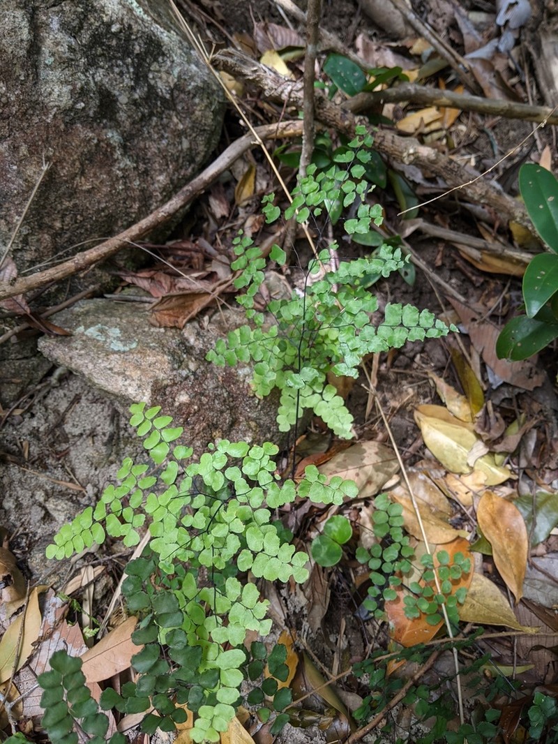 Adiantum stenochlamys photo 3