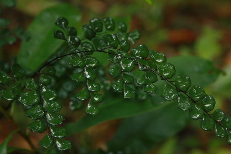 Adiantum stenochlamys photo 4