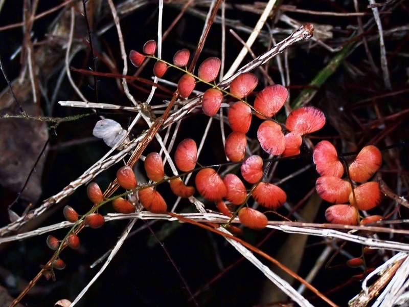 Adiantum stenochlamys photo 7