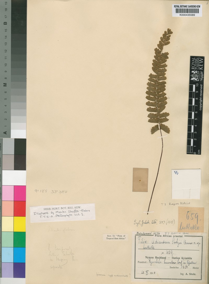 Adiantum stolzii