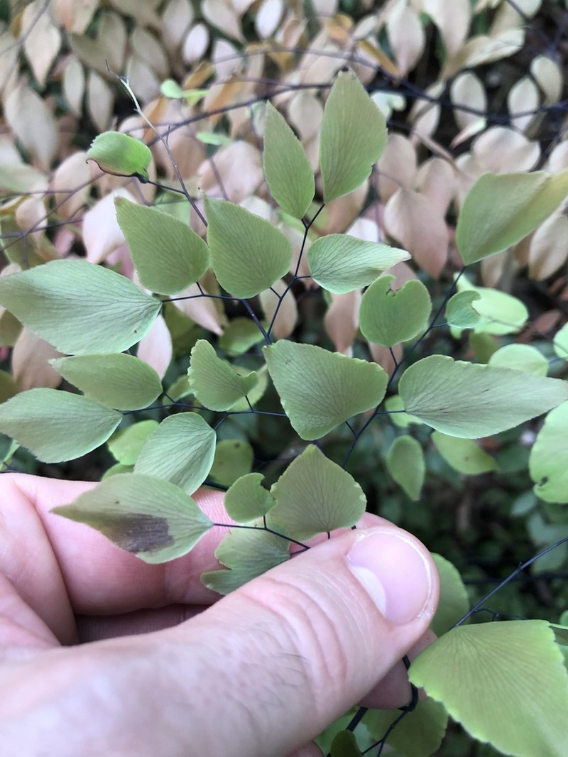 Adiantum subcordatum
