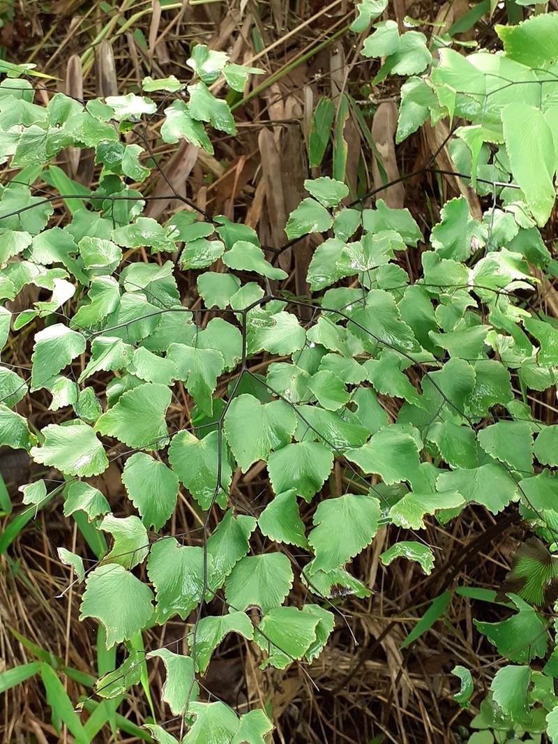 Adiantum subcordatum photo 2