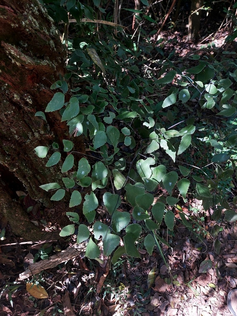 Adiantum subcordatum photo 3