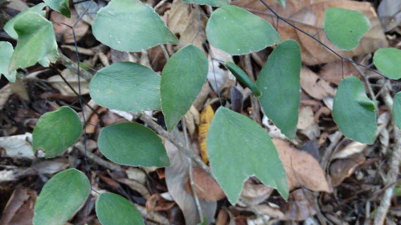 Adiantum subcordatum photo 4