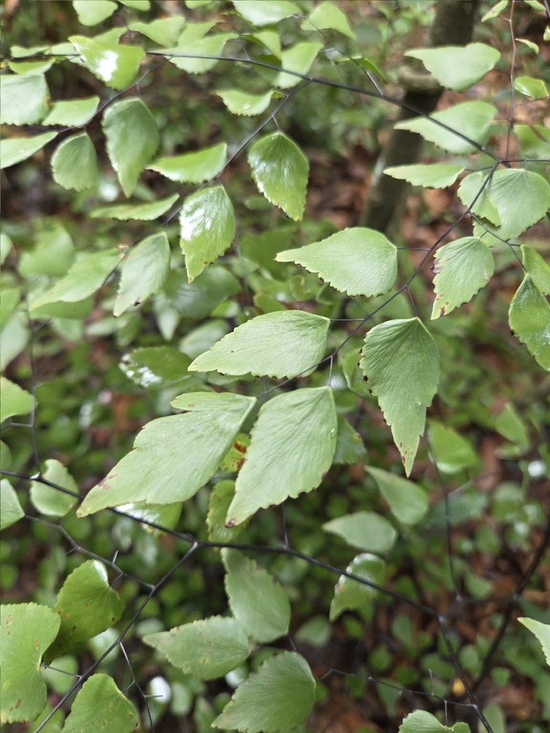 Adiantum subcordatum photo 5