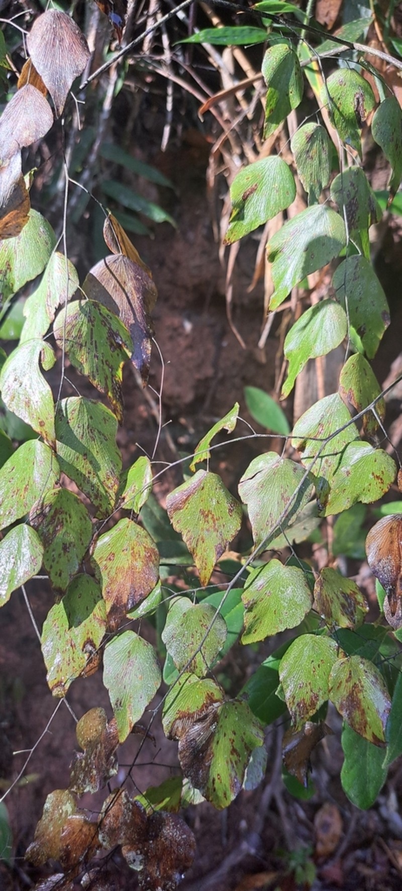 Adiantum subcordatum photo 6