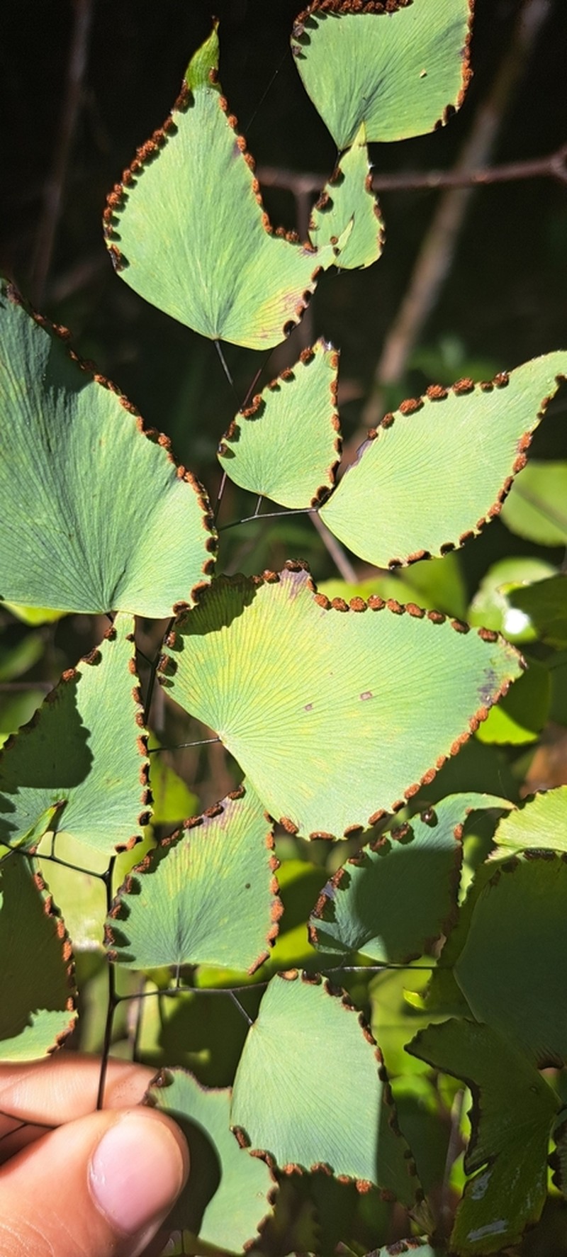 Adiantum subcordatum photo 7