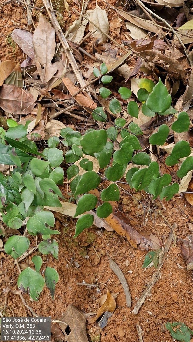 Adiantum subcordatum photo 8