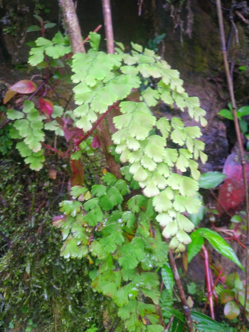 Adiantum subvolubile photo 2