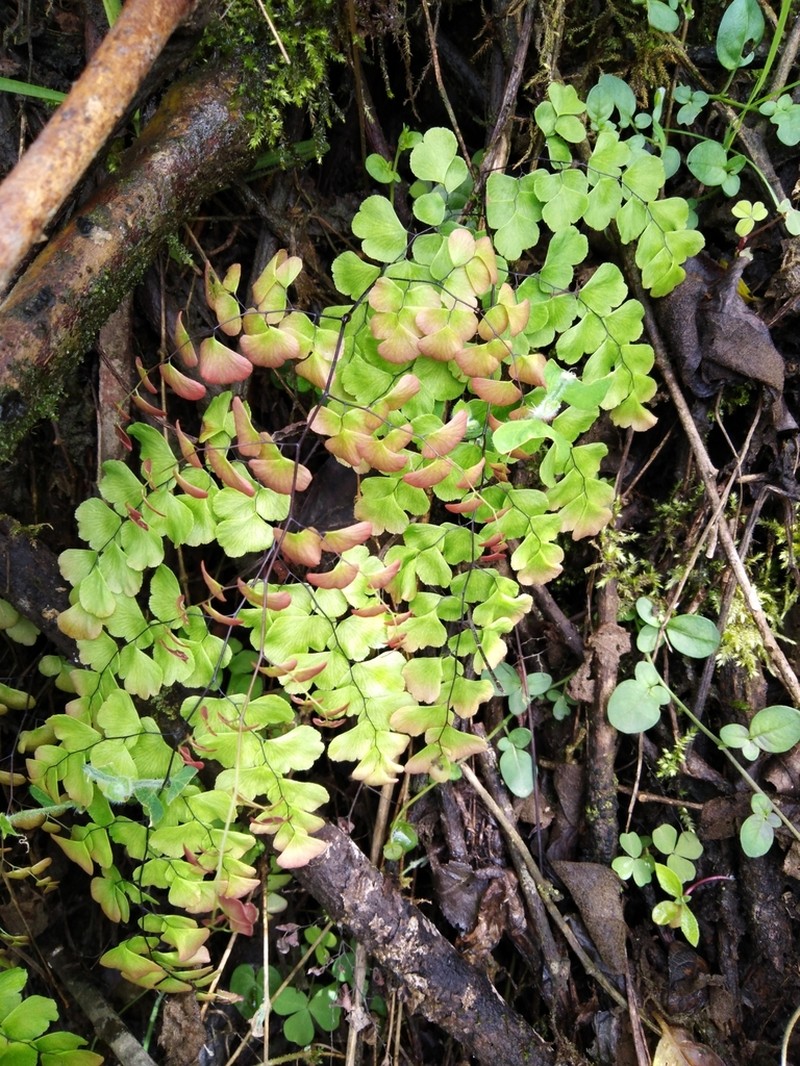Adiantum subvolubile photo 4