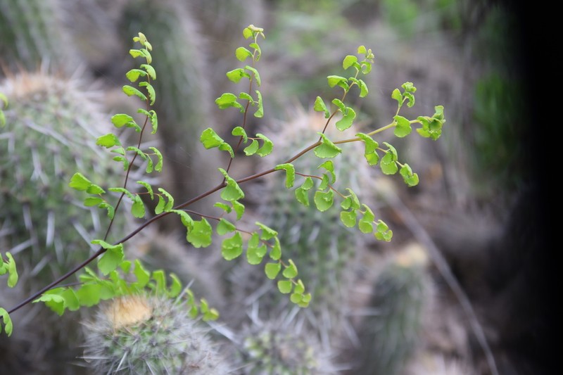 Adiantum subvolubile photo 5
